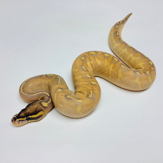 what is a mardi gras ball python