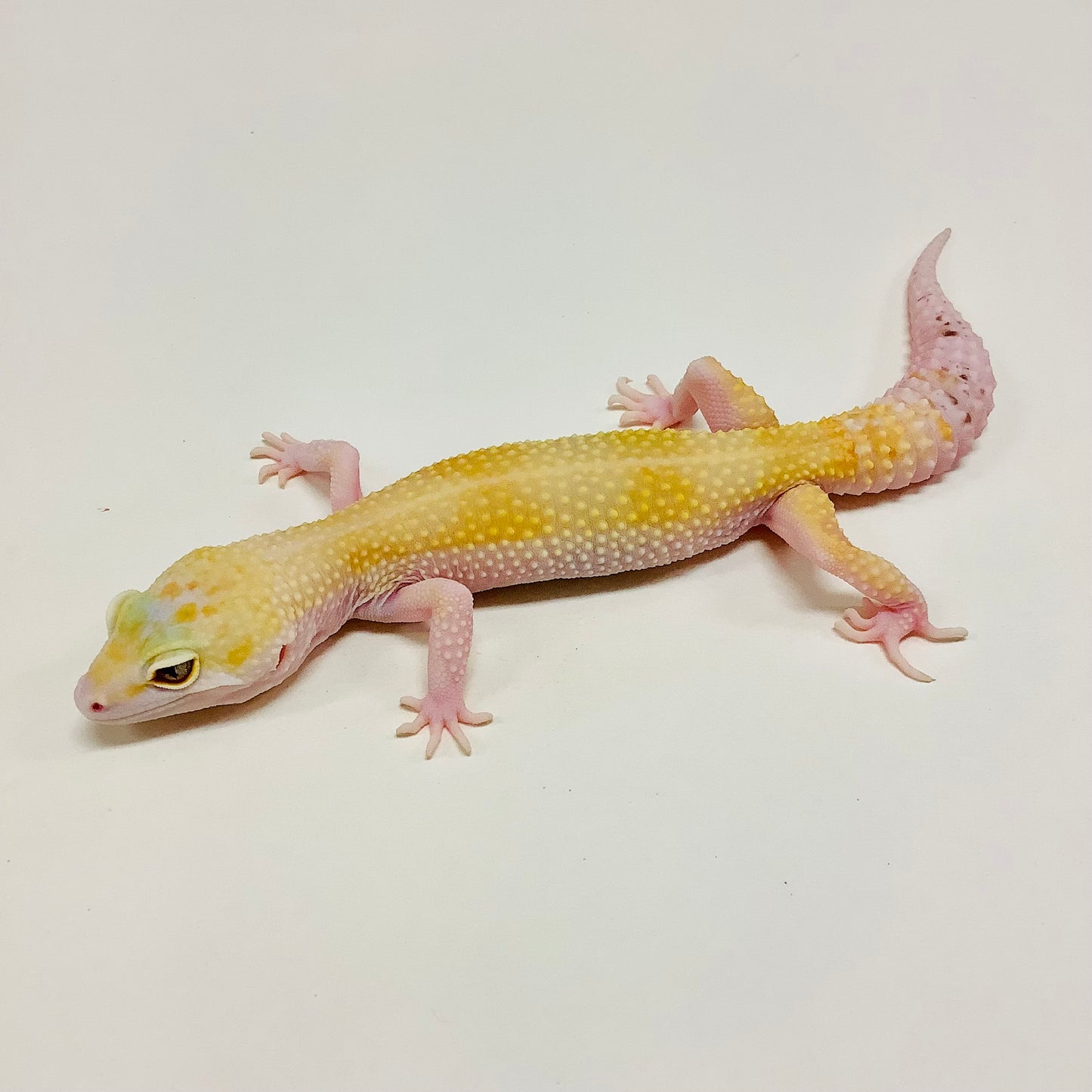 Super Hypo Mack Snow W/Y Eclipse Leopard Gecko -(TSF)- #E-J10-71620-1