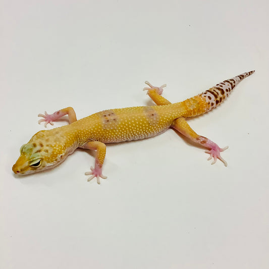 Hypo Albino Tremper Marble Eye Leopard Gecko Female #C-J6-70920-1