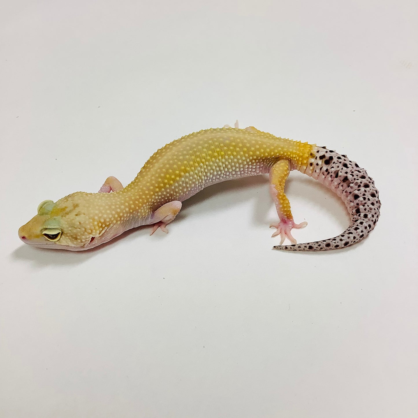 Super Hypo Tangerine Eclipse Pos Het Tremper Leopard Gecko Female #F-F3-90620-1