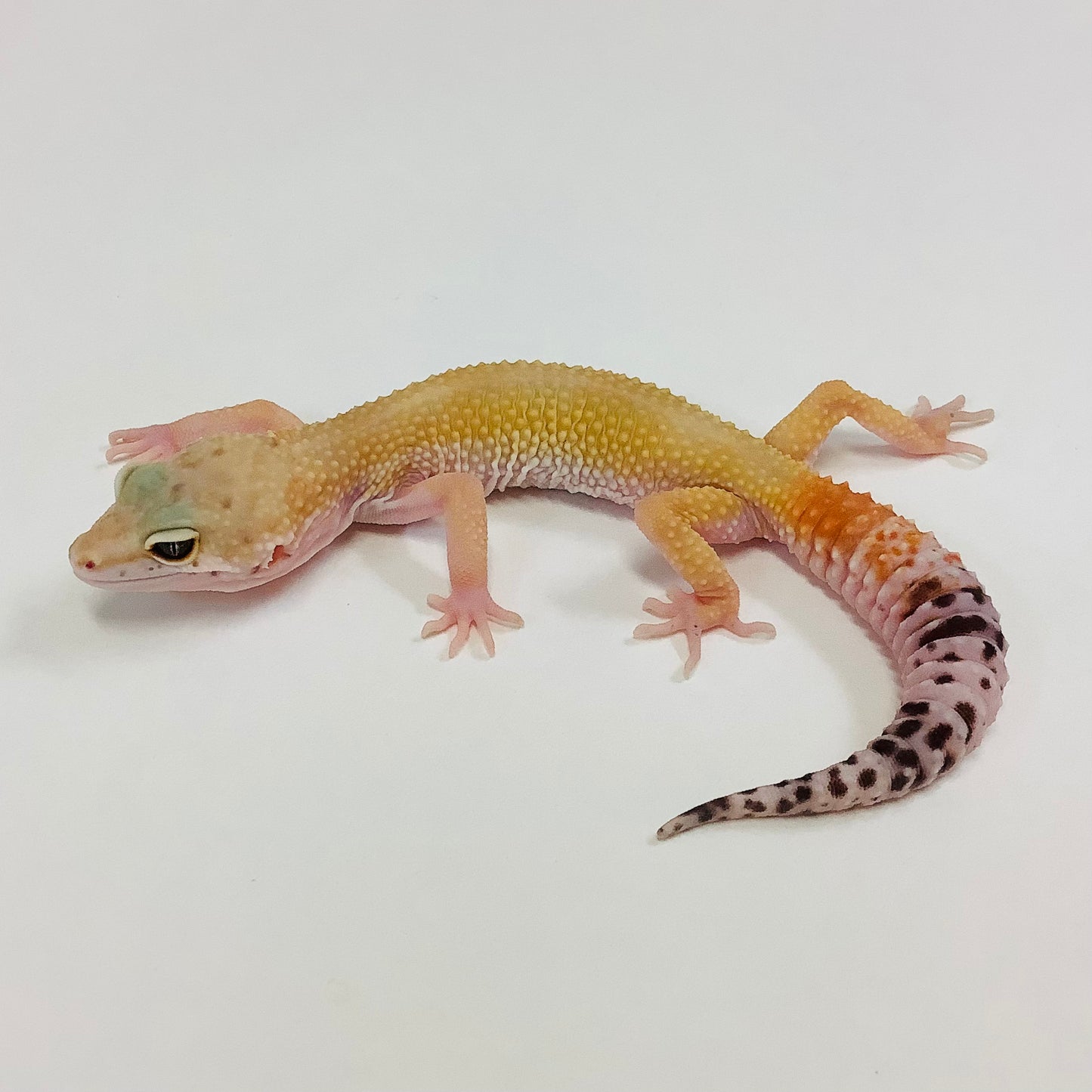 Super Hypo Tangerine Carrot Tail Baldy W/Y Het Eclipse Leopard Gecko- Female #B-G2-70122-1