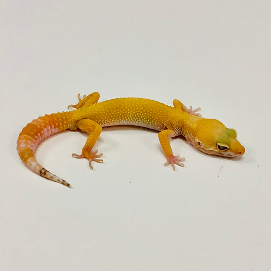 Sunglow Albino Tremper Pos Het Eclipse Leopard Gecko Male -#G-G6-52821-1