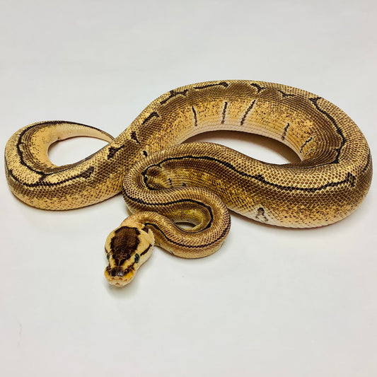 Enchi Pinstripe X-treme Ball Python- Male #2021M02-1