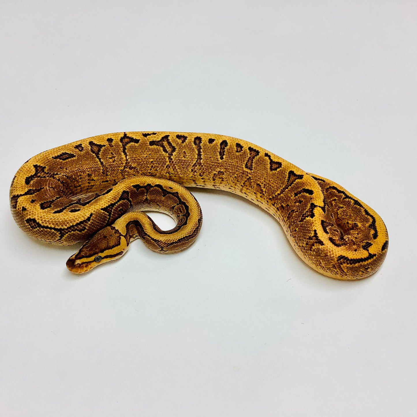 Calico Pinstripe Yellowbelly Ball Python- Male #2022M01