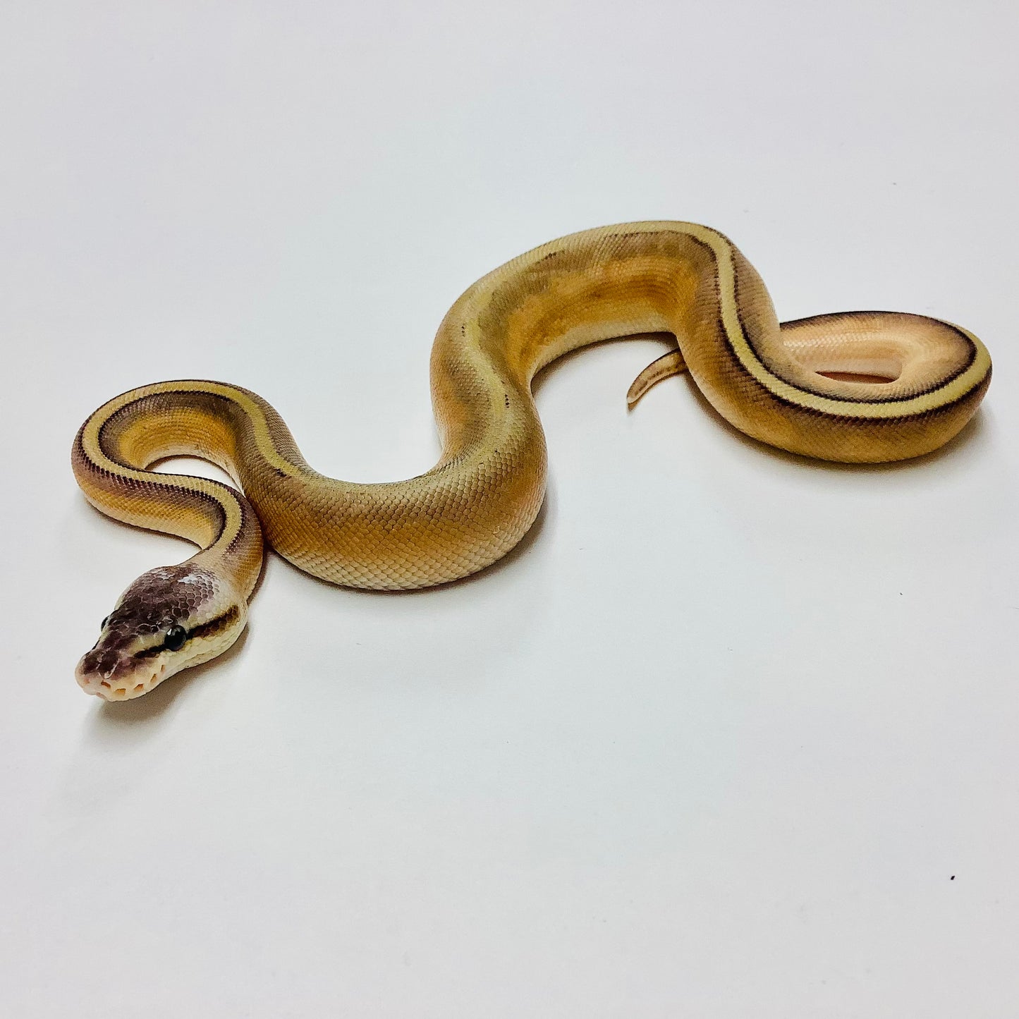 Super Pastel Genetic Stripe Ball Python Male 2021M02