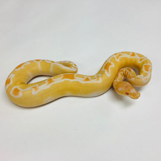 Albino Clown Ball Python- Female #2022F02